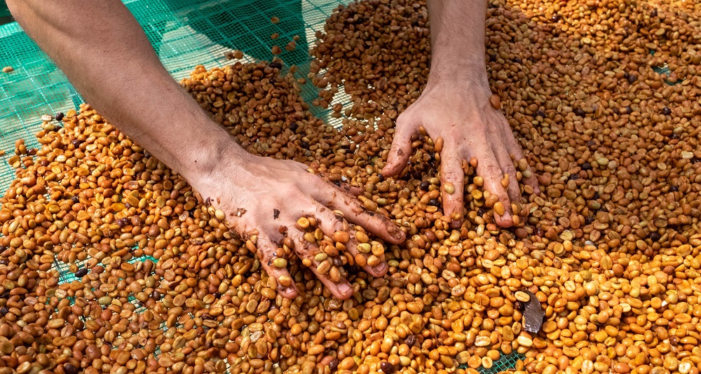 susenie kavovych zrn s duzinou